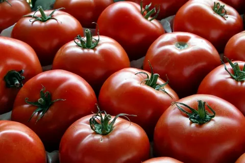 گوجه‌ فرنگی عمده + انواع مدل‌ ها